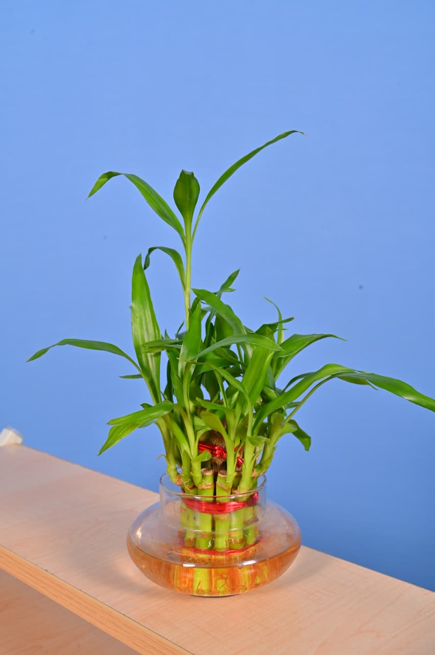 IMG-20251202-WA0029